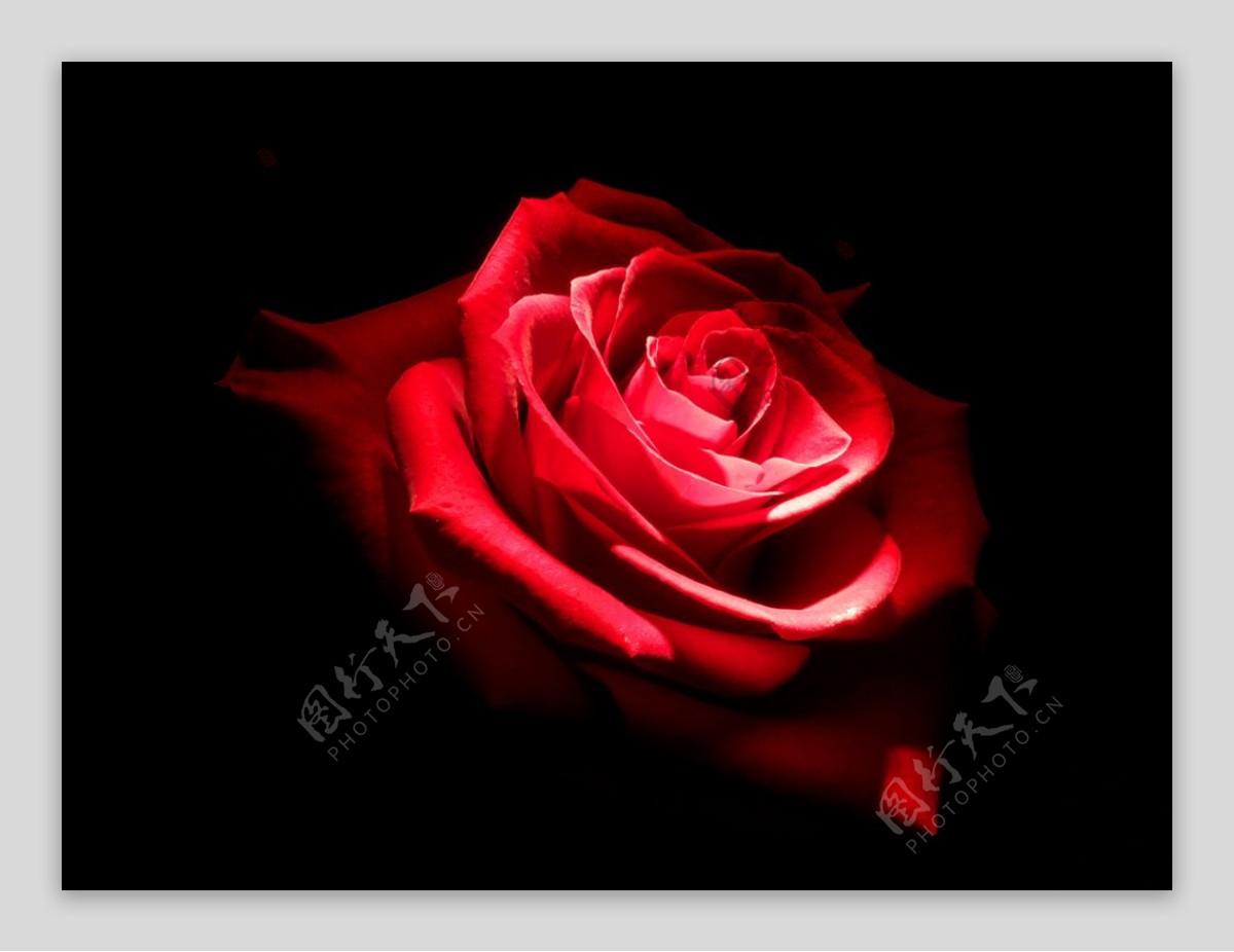 一朵妖艳的红玫瑰大图图片