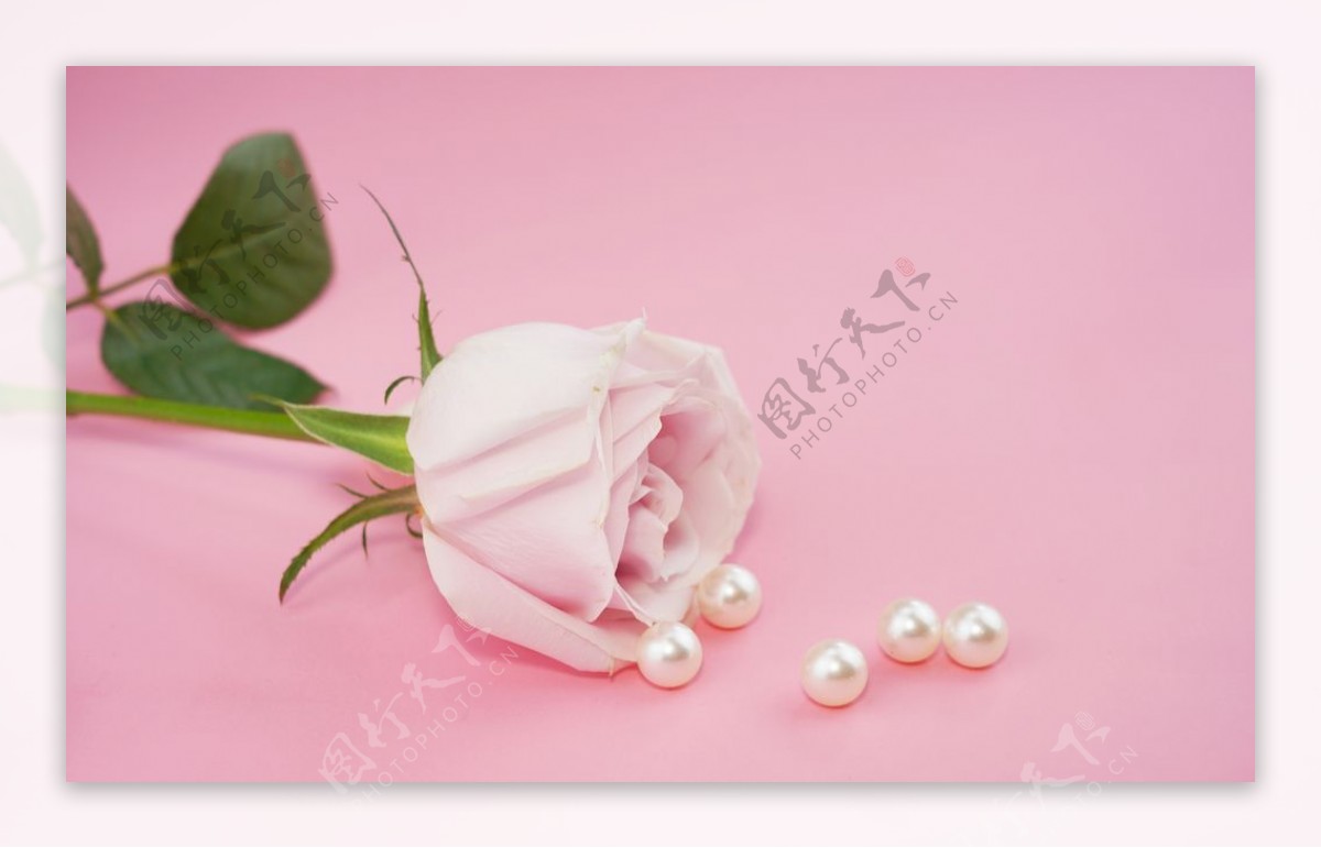 粉色底板粉色玫瑰摄影图图片