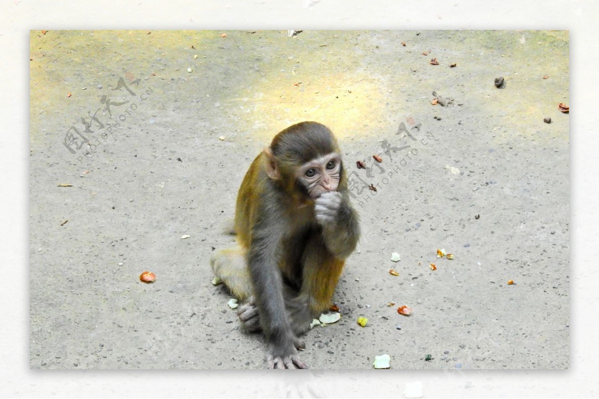 吃东西的猴子拍摄素材图片