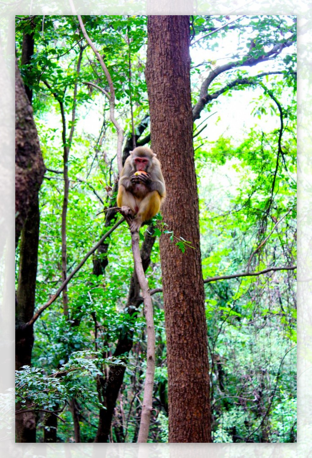 坐在树枝上吃东西的猴子图片
