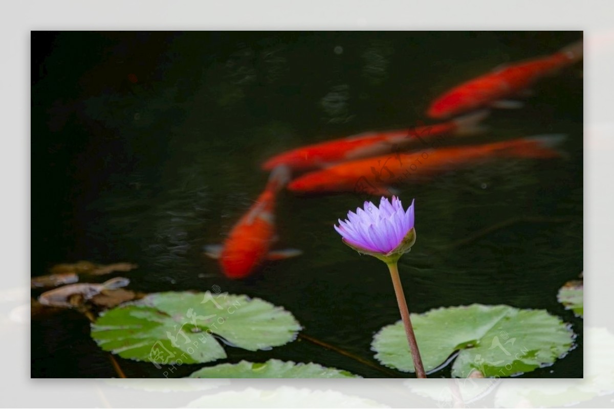 莲花与鱼图片
