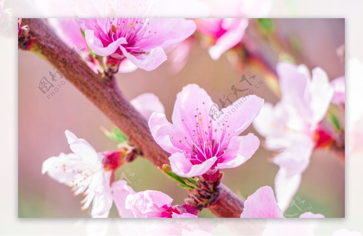 枝头上盛开的海棠花图片