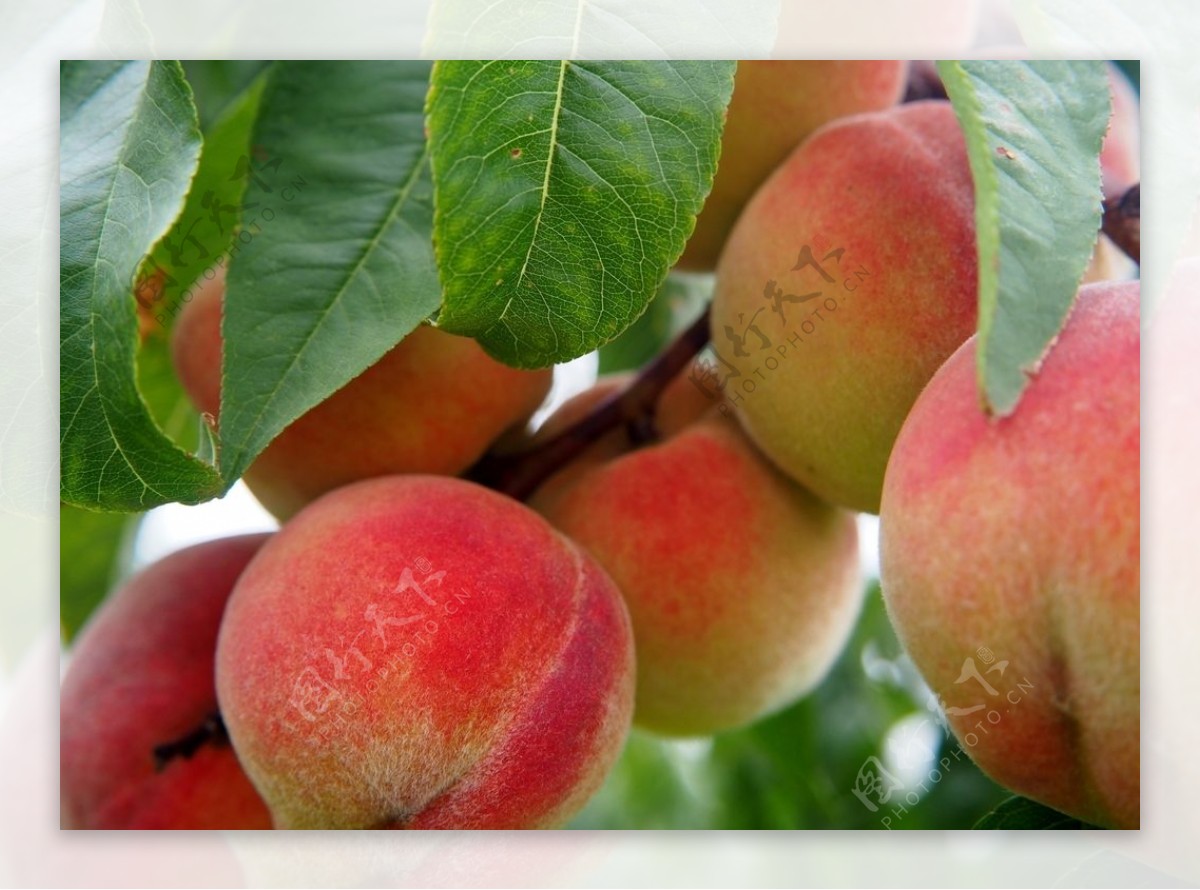 又是一季蜜桃成熟时 太湖阳山水蜜桃进驻上海City’Super | 国际果蔬报道