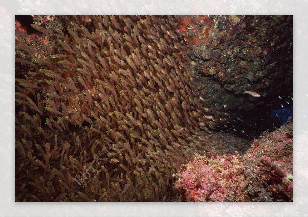 海底世界游弋的鱼群图片