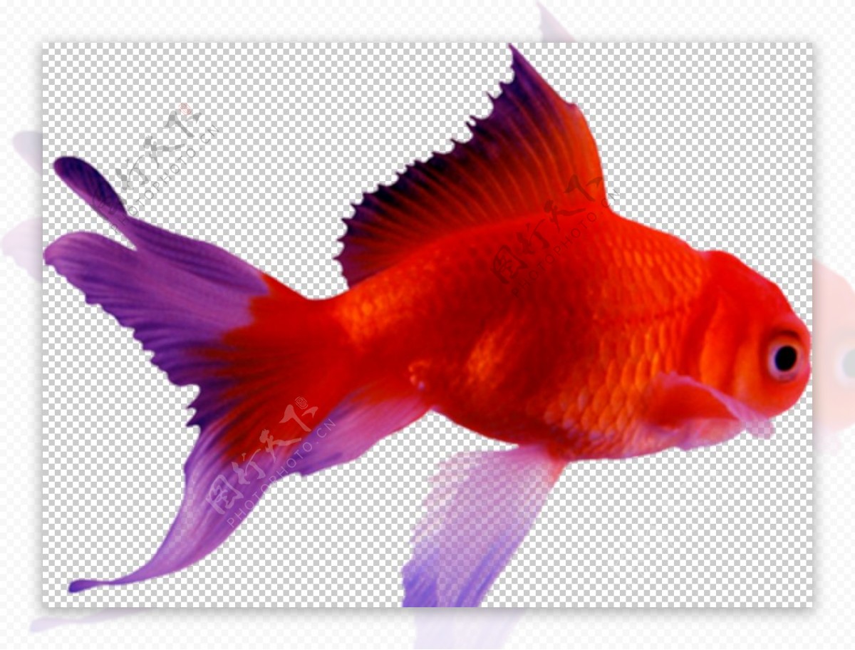 金鱼红色动物金鱼PNG-免费下载-PPTer吧