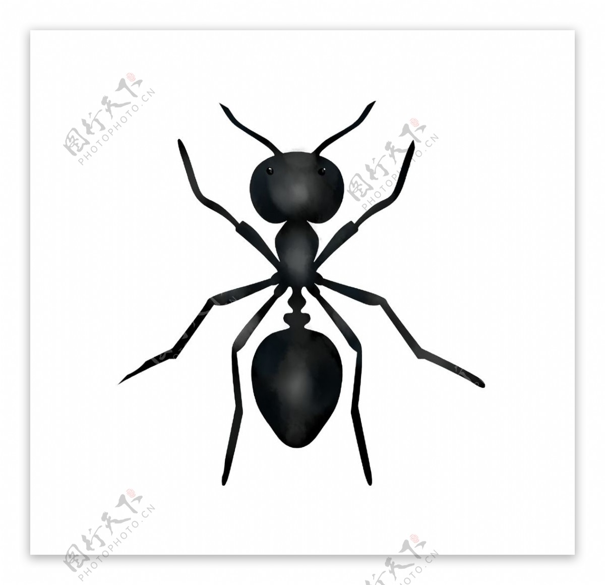 手绘蚂蚁素材图片