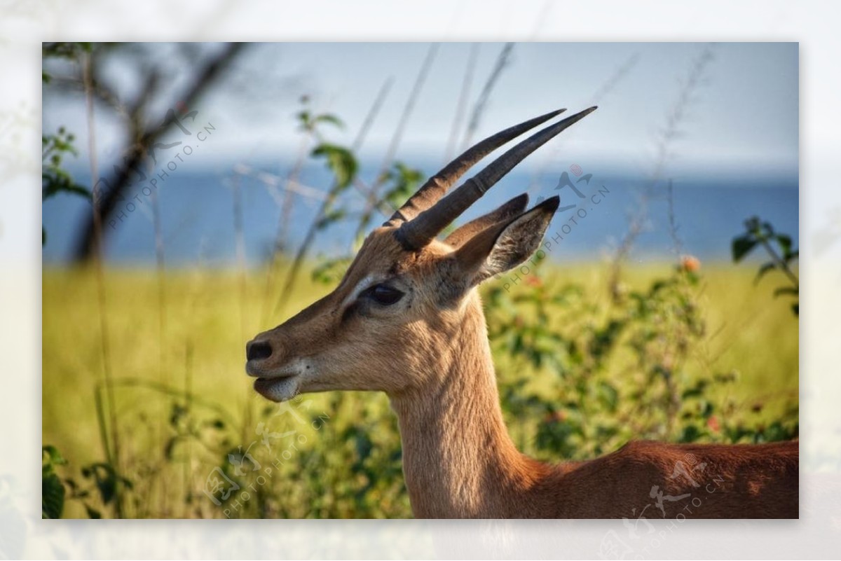 动物鹿图片大全-动物鹿高清图片下载-觅知网