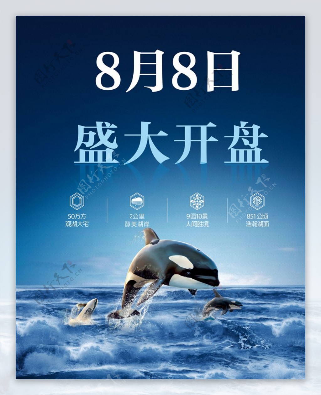 海豚鲸鱼开盘背景海报图片