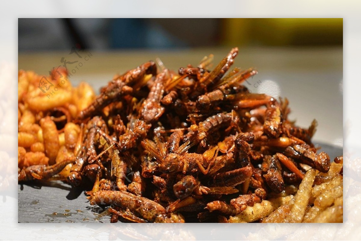 新鲜蚂蚱怎么做好吃,蚂蚱怎么吃,蚂蚱怎么炒才好吃_大山谷图库
