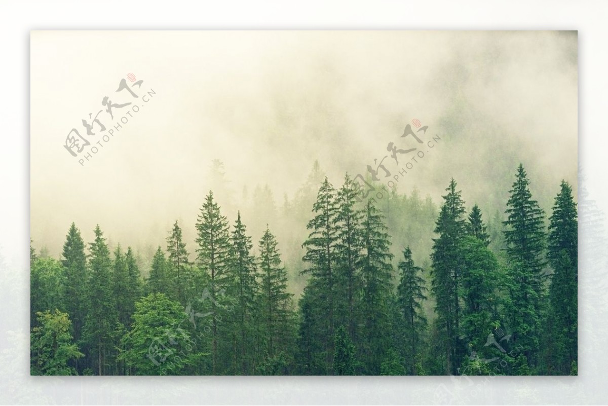 雾中的森林图片