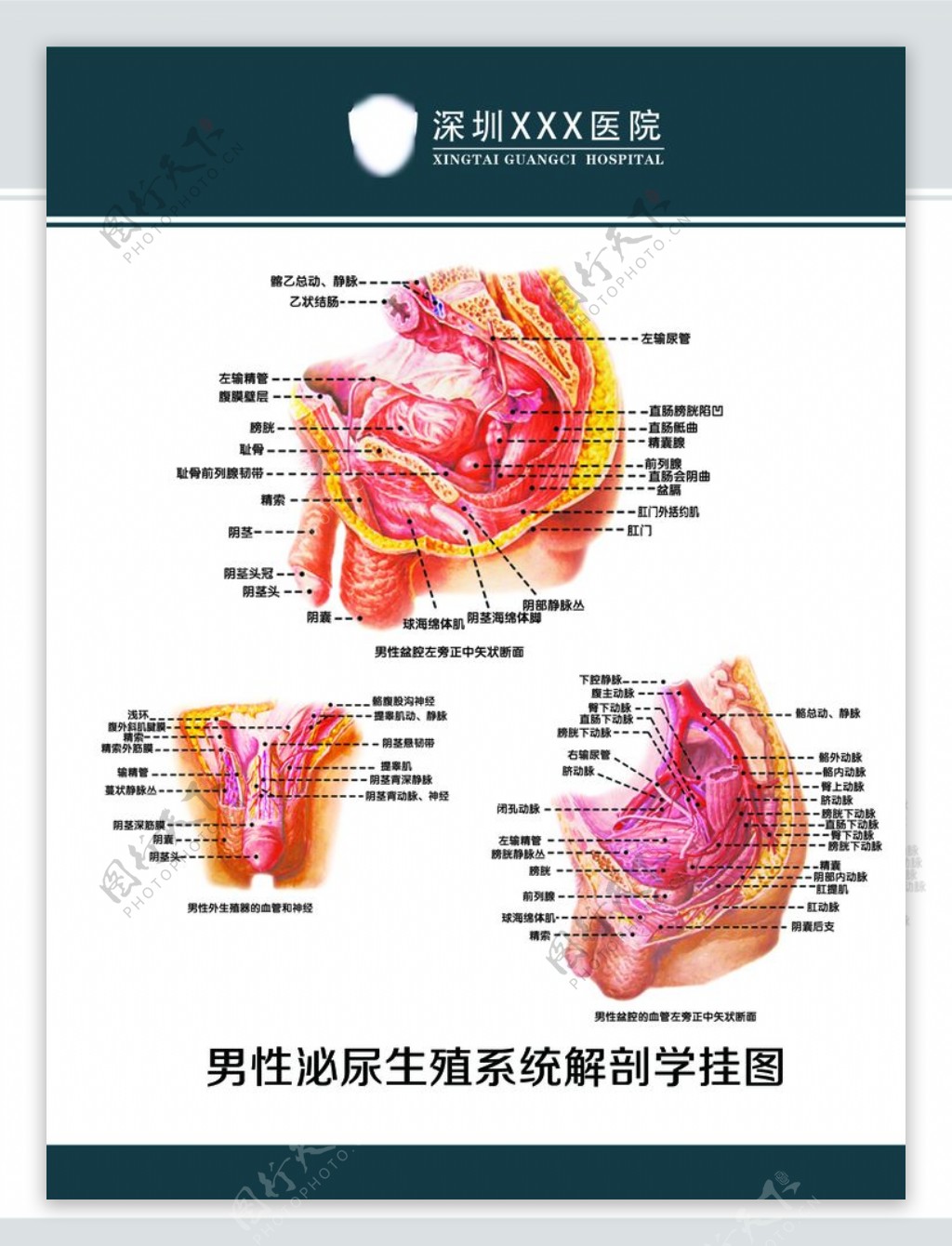 男性泌尿生殖系统解剖图图片