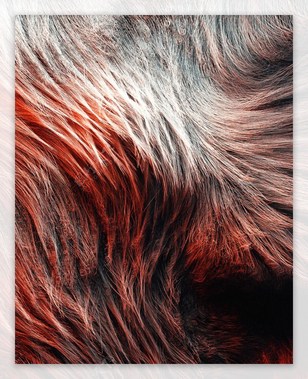 C4D模型动物毛发毛毯狼毛图片