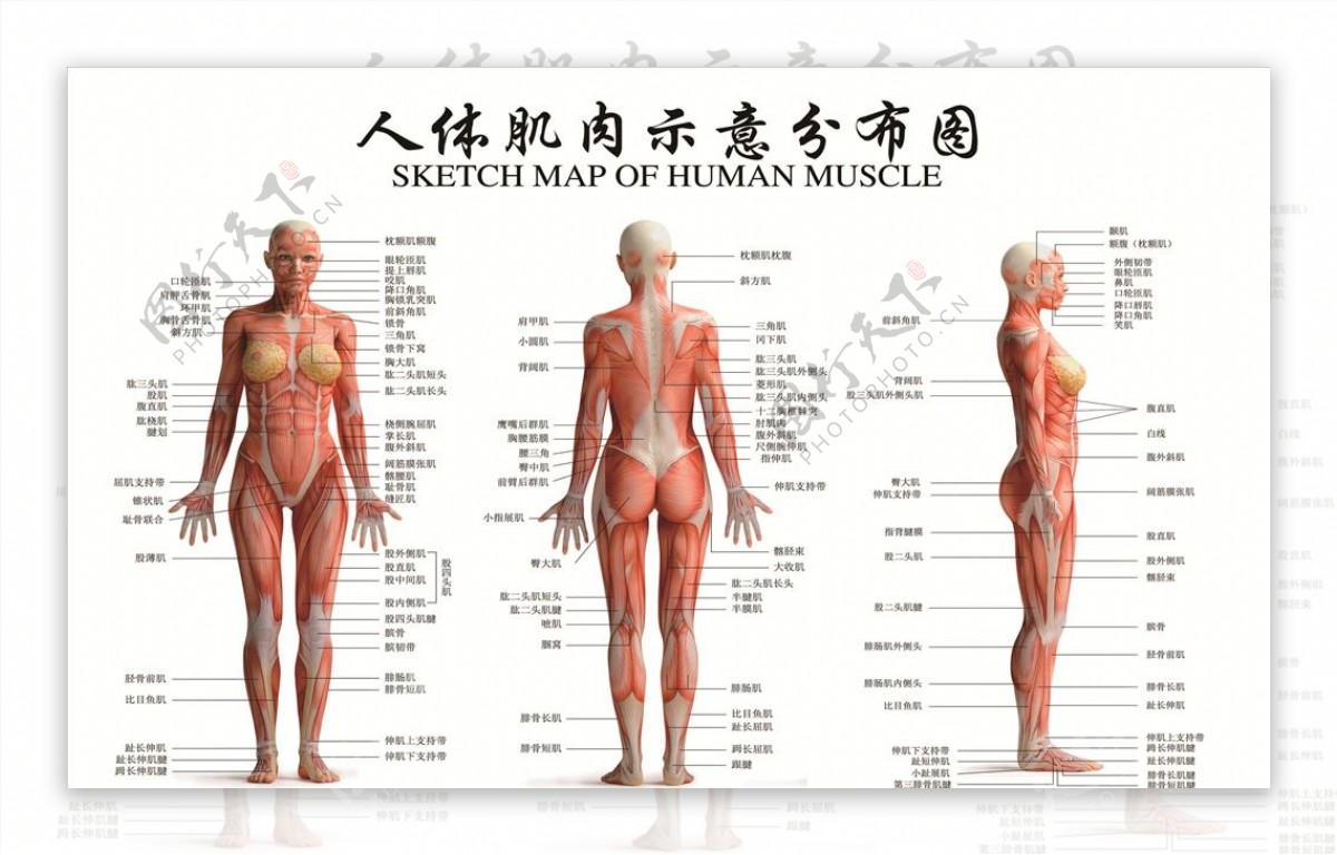人体肌肉示意分布图图片