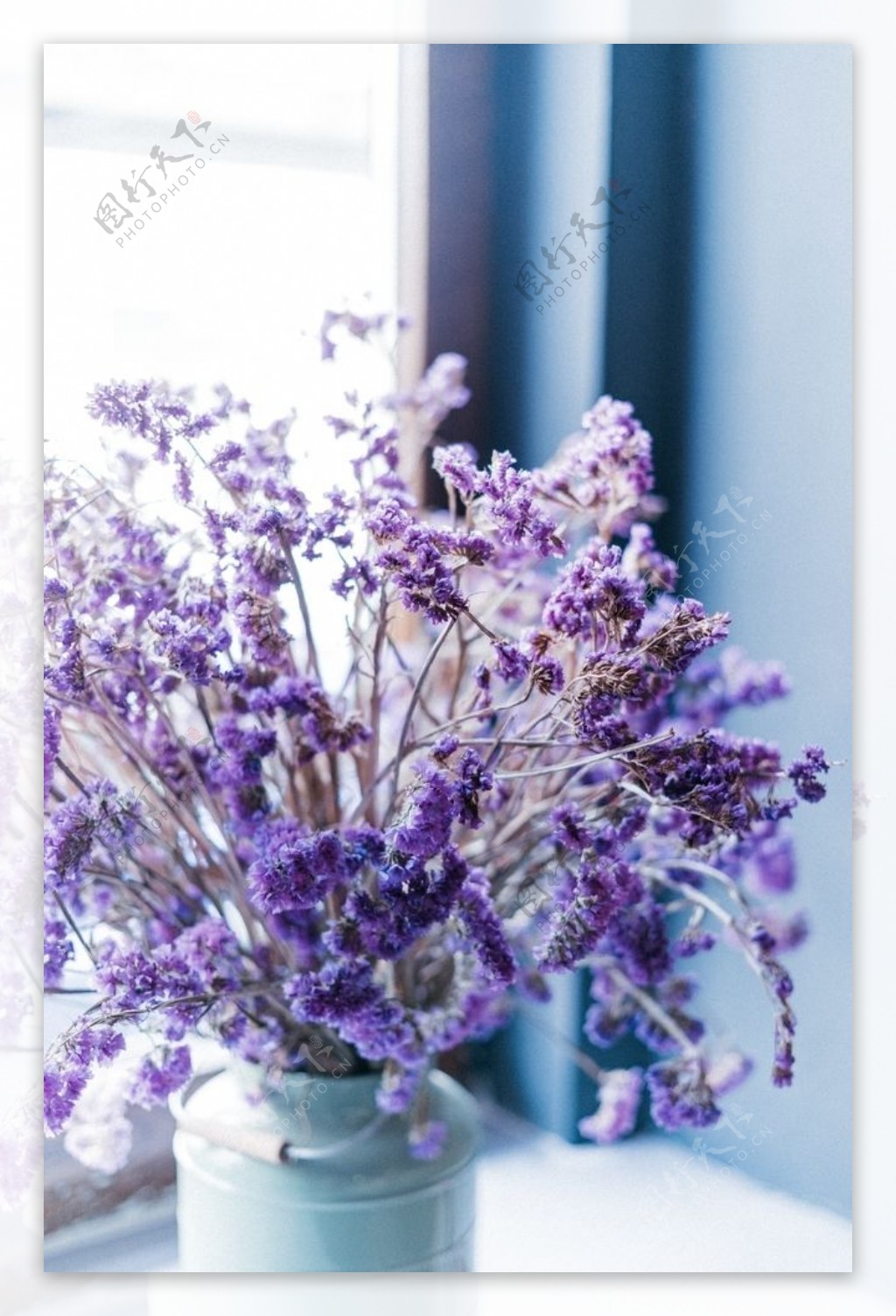 紫色的薰衣草图片