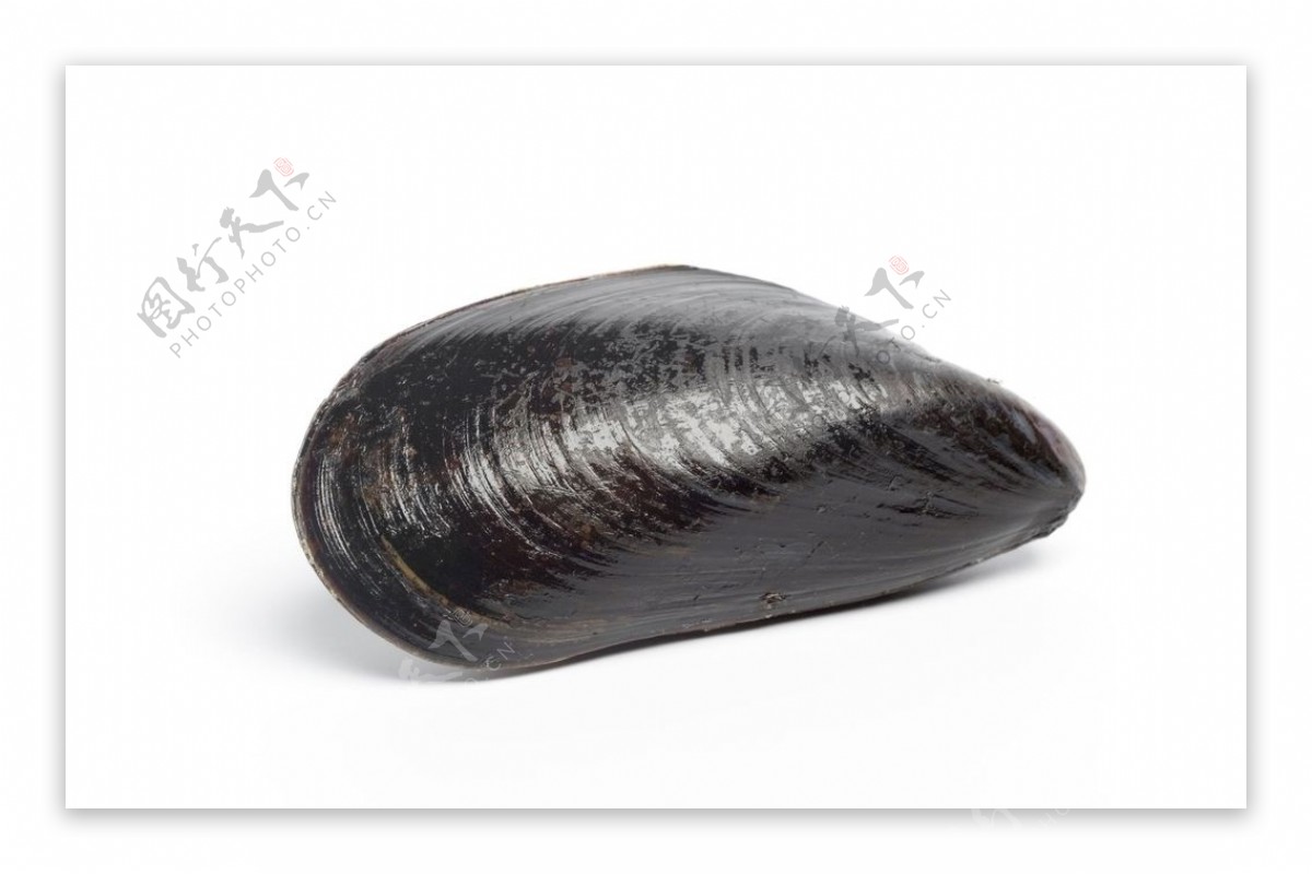 青口贝类大贝壳图片
