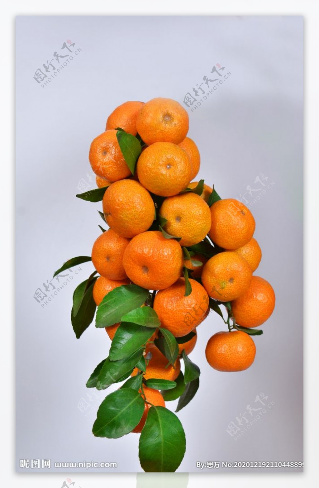 沙糖桔柑橘桔子图片