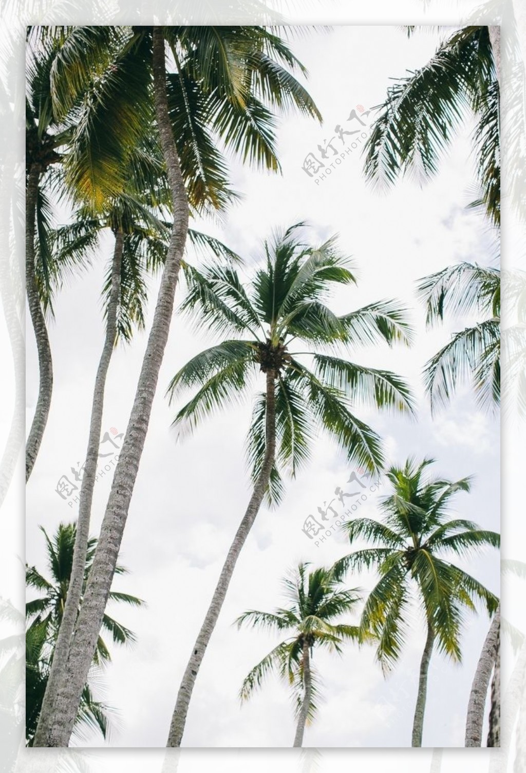 棕榈树图片素材-编号39858918-图行天下